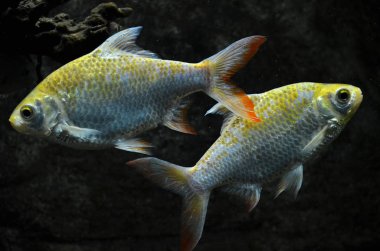 Derin deniz balıkları su altında yüzer.