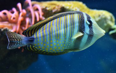 Derin deniz balıkları su altında yüzer.