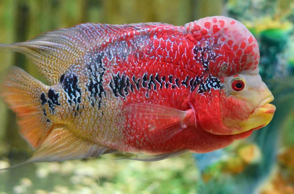 深海魚が水中を泳ぐ — ストック写真