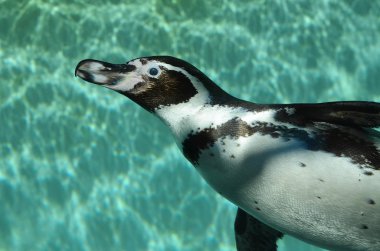 Humboldt pengueni suda yüzüyor.