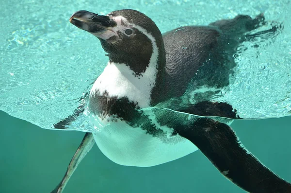 Humboldt pengueni suda yüzüyor.