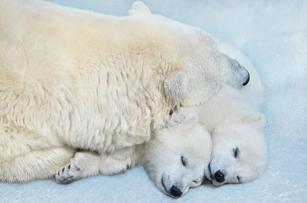 Orso Con Cuccioli Che Dormono Nella Neve — Foto Stock