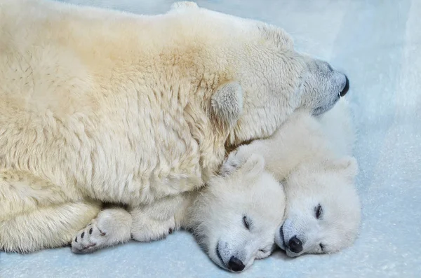 Bear Cubs Sleeping Snow — Stock Photo, Image