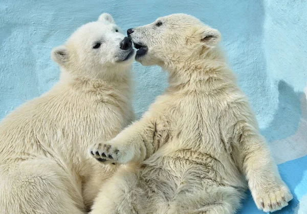 Kleine Witte Cubs Een Blauwe Achtergrond — Stockfoto