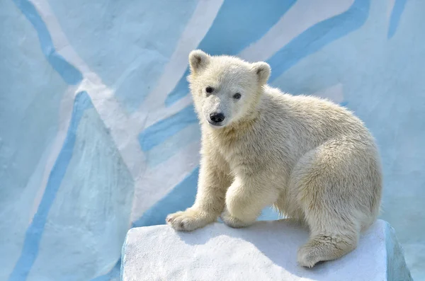 Retrato Urso Polar — Fotografia de Stock