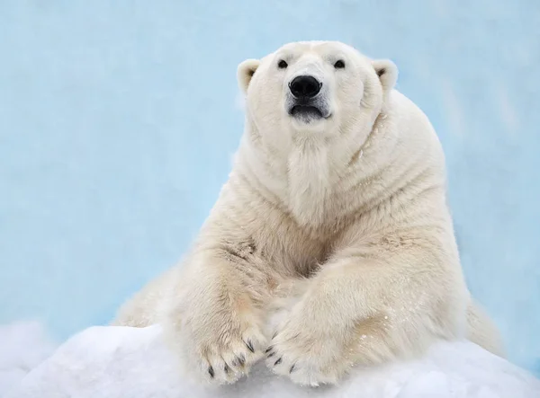 Retrato Urso Polar — Fotografia de Stock