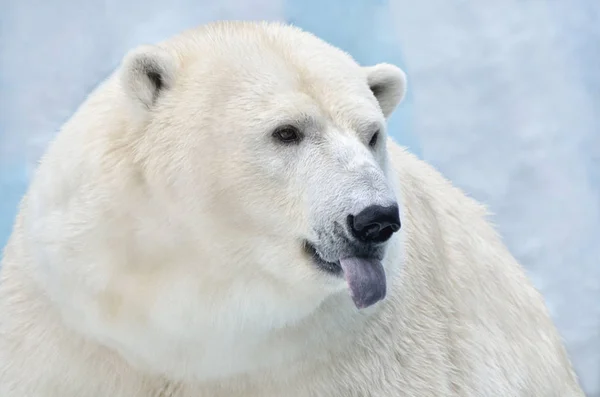 Oso Polar Sacó Lengua — Foto de Stock