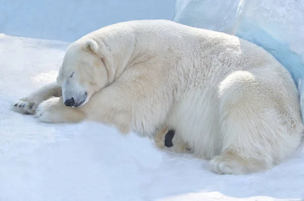 Polar Bear Slaapt Sneeuw — Stockfoto