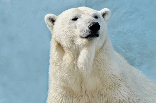 Portrait Polar Bear Stock Picture