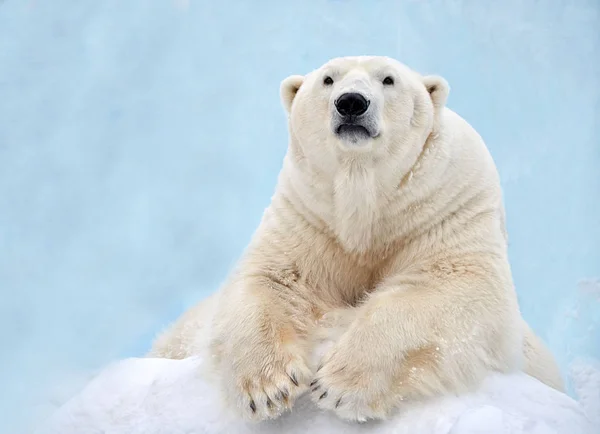 Портрет Белого Медведя Лицензионные Стоковые Фото