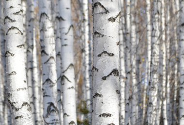 Ormanda beyaz huş ağacı.