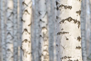 Ormanda beyaz huş ağacı.