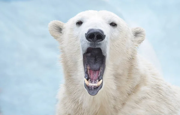 Oso Polar Bostezando Nieve — Foto de Stock