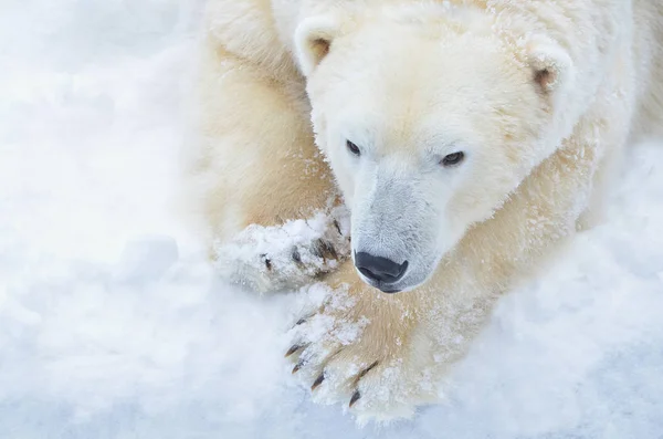 Retrato Urso Polar — Fotografia de Stock