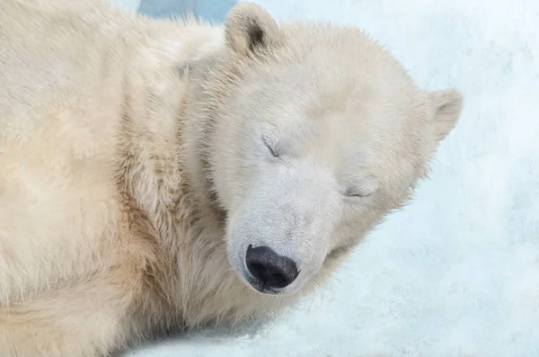 Der Eisbär Schläft — Stockfoto