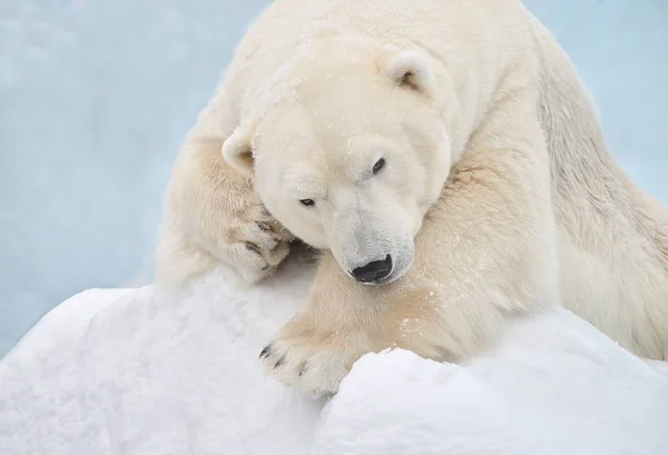 Portrait Polar Bear — Stock Photo, Image