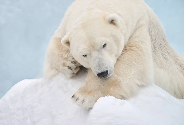 Retrato Urso Polar — Fotografia de Stock