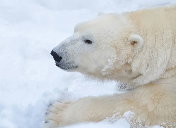 Retrato Urso Polar — Fotografia de Stock