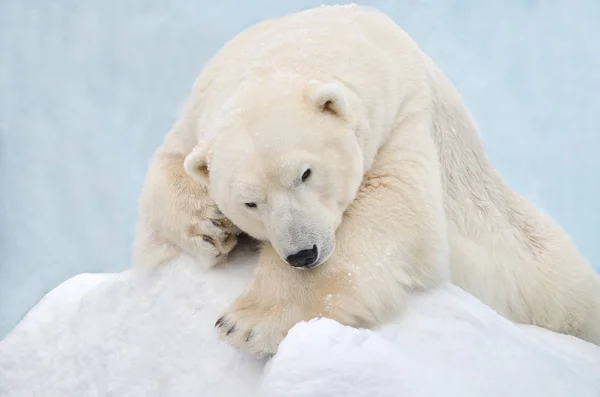 Retrato Urso Polar — Fotografia de Stock