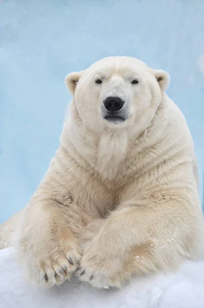 Porträt Eines Eisbären — Stockfoto