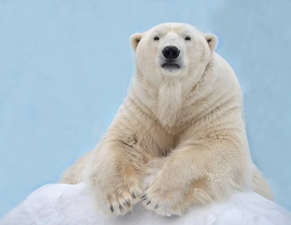 Retrato Urso Polar — Fotografia de Stock