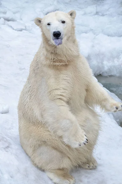 Retrato Urso Polar Sobre Fundo Azul — Fotografia de Stock