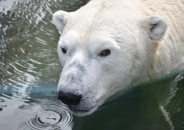 Polar bear swimming in the water.