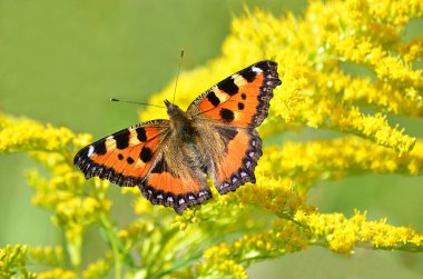 Bir kelebek sarı bir çiçeğe oturur..