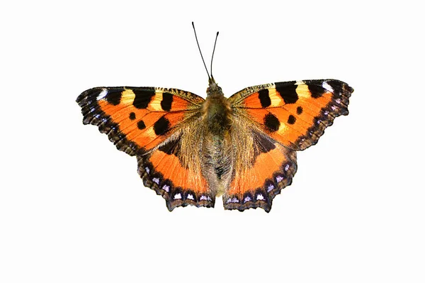 Schmetterling Auf Weißem Hintergrund — Stockfoto