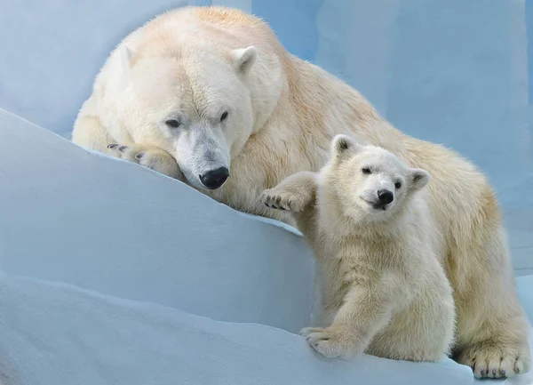 Polar Bear Bear Cub — Stock Photo, Image
