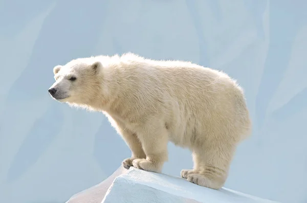 Retrato Urso Polar — Fotografia de Stock