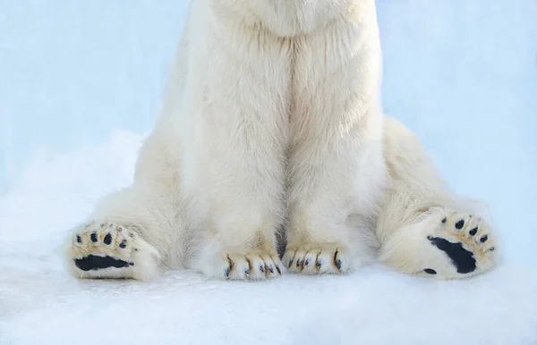 雪の中に極熊が座っている — ストック写真