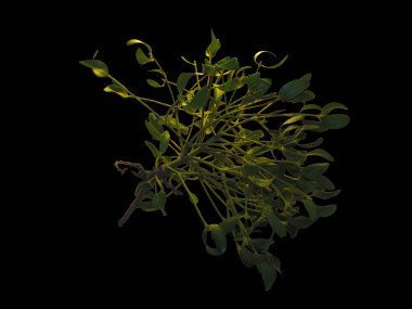 Siyah üzerine izole edilmiş yeşil ökseotu fotoğrafı.