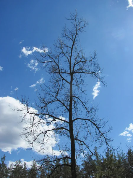 Schwarzer toter Baum und blauer Himmel — Stockfoto