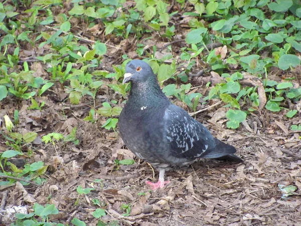 Dove, walking on the ground — Stock Photo, Image