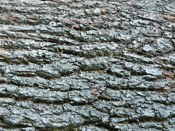Macro photo de l'écorce d'arbre — Photo