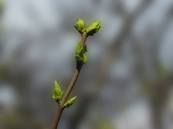 Brotes de primavera verde en la rama del árbol, enfoque selectivo, dof poco profundo —  Fotos de Stock