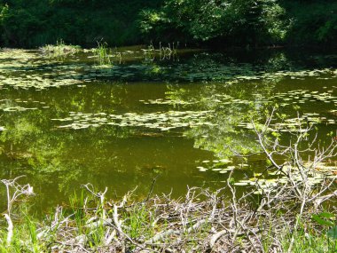 Koyu yeşil güneşli sıcak bataklık ormanla çevrili.