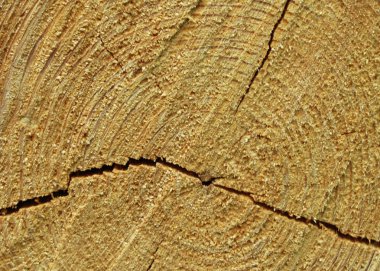 makro çatlamış ağaç gövdesi deseni fotoğrafı