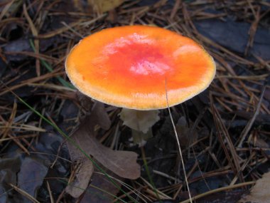 Ormandaki ıslak, parlak sinek agariği.