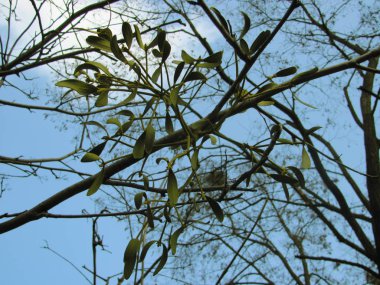 Ağaç dalında ökseotu, mavi gökyüzünde sığ Dof