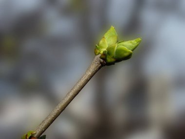ağaç dalında yeşil bahar tomurcukları, seçici odak, sığ nokta