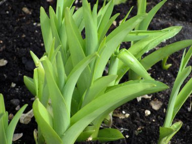 yeşil taze bahar çimenleri kara toprakta