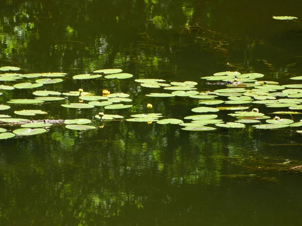 Глубокое зеленое солнечное теплое болото, окруженное лесом — стоковое фото