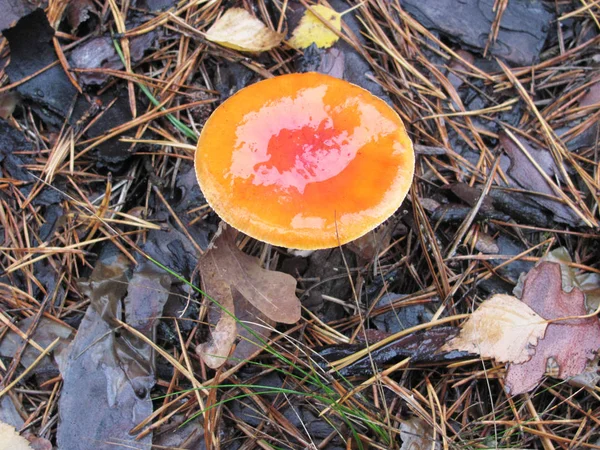 Molhado brilhante voar agaric na floresta — Fotografia de Stock