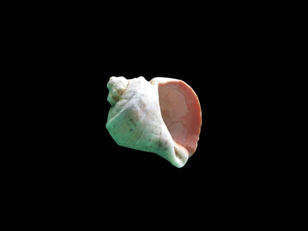 Macro brilhante única concha, isolado em preto — Fotografia de Stock