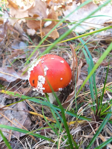Mosca agárica, hongo venenoso con tapa roja en el bosque, con hierba verde, DOF poco profundo — Foto de Stock
