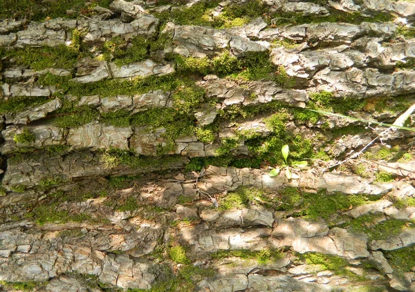 Yeşil yosunlu ağaç kabuğunun makro fotoğrafı — Stok fotoğraf