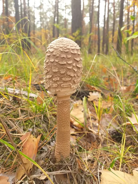 Parasol paddestoel, macrolepiota procera, in het bos, ondiepe Dof — Stockfoto