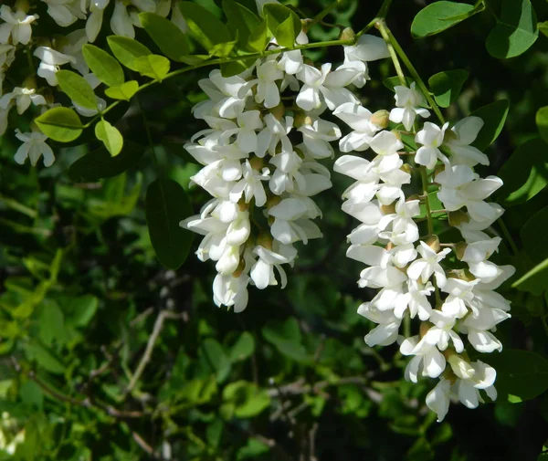 stock image photo of blooming acacia